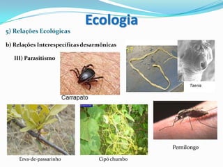 5) Relações Ecológicas
b) Relações Interespecíficas desarmônicas
III) Parasitismo
Erva-de-passarinho Cipó chumbo
Pernilongo
Ecologia
 