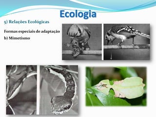 5) Relações Ecológicas
Formas especiais de adaptação
b) Mimetismo
Ecologia
 