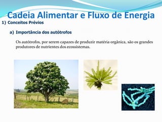 1) Conceitos Prévios
a) Importância dos autótrofos
Os autótrofos, por serem capazes de produzir matéria orgânica, são os grandes
produtores de nutrientes dos ecossistemas.
Cadeia Alimentar e Fluxo de Energia
 