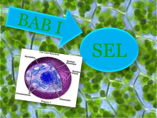 Biologi bab 1 SMA kelas XI Biologi bab 1 SMA kelas XI