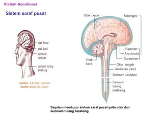 sistem saraf manusia