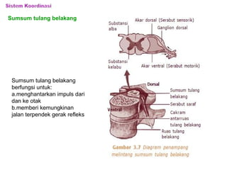 sistem saraf manusia