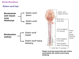 sistem saraf manusia