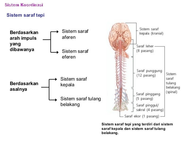 sistem saraf  manusia