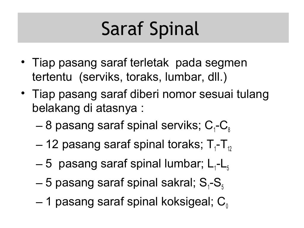 sistem saraf manusia