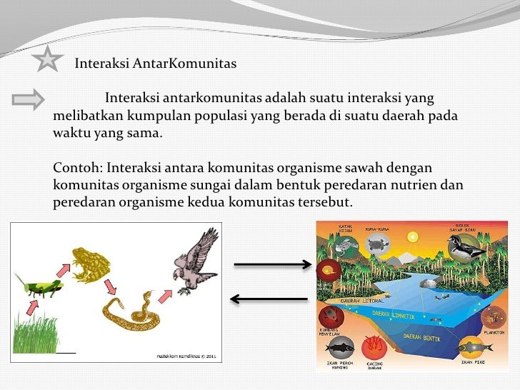 Contoh Interaksi Antar Komponen Ekosistem Netral - Dzień Ojca