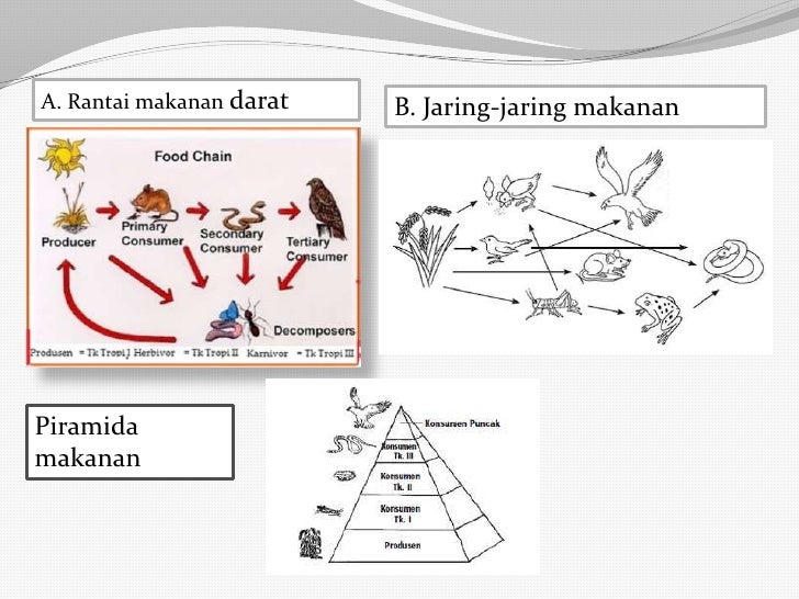 Biologi Kelas X SMA/MA/SMK_Ekosistem dan Lingkungan Hidup
