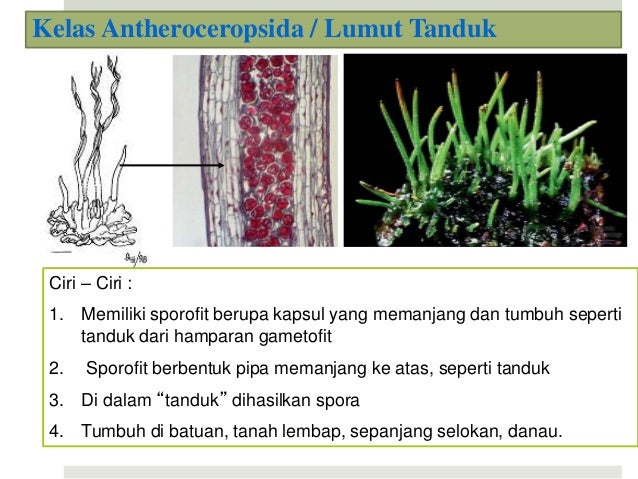 Ciri ciri marchantia polymorpha