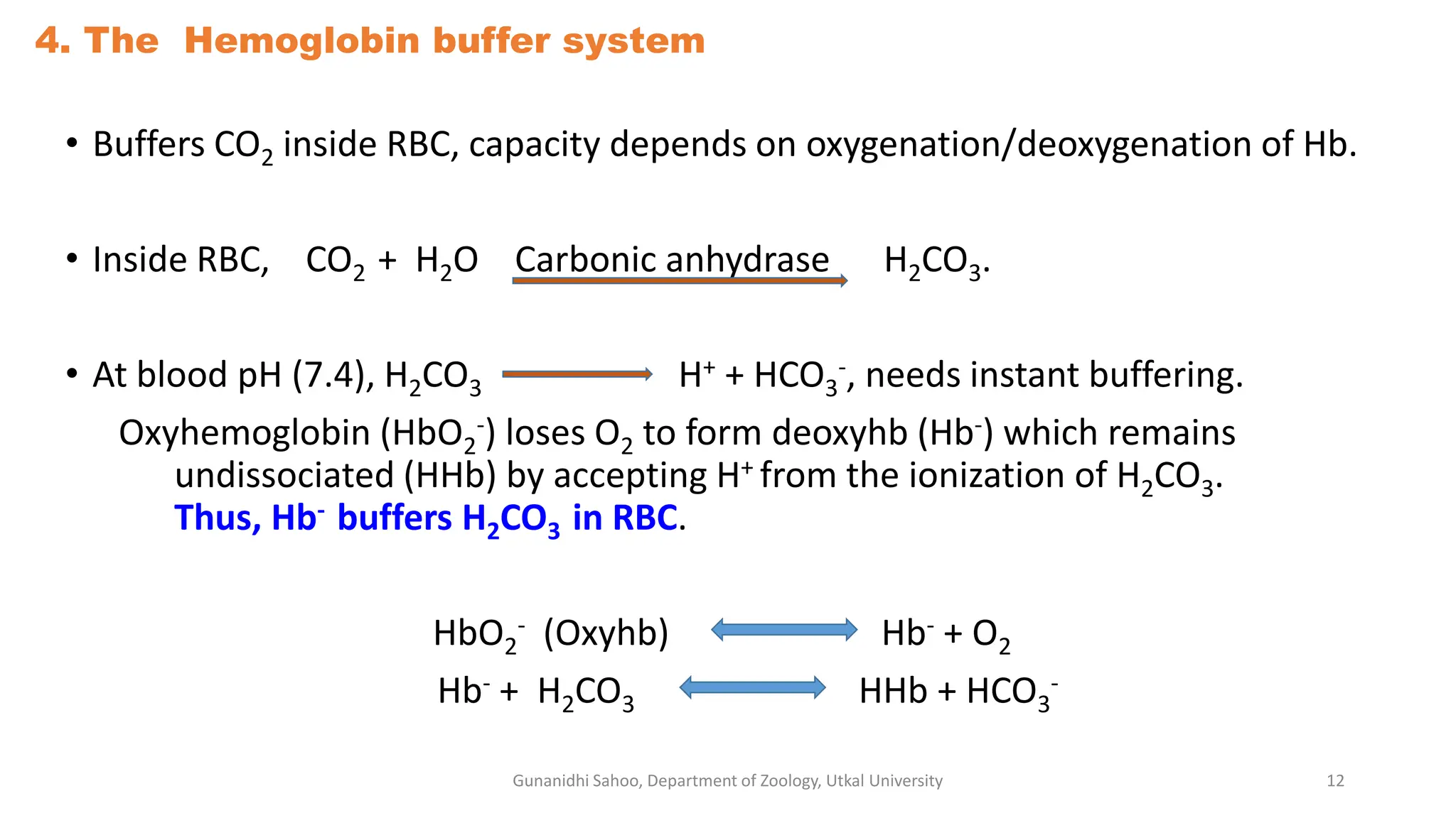 4. The Hemoglobin buffer system
• Buffers CO2 inside RBC, capacity depends on oxygenation/deoxygenation of Hb.
• Inside RBC, CO2 + H2O Carbonic anhydrase H2CO3.
• At blood pH (7.4), H2CO3 H+ + HCO3
-, needs instant buffering.
Oxyhemoglobin (HbO2
-) loses O2 to form deoxyhb (Hb-) which remains
undissociated (HHb) by accepting H+ from the ionization of H2CO3.
Thus, Hb- buffers H2CO3 in RBC.
HbO2
- (Oxyhb) Hb- + O2
Hb- + H2CO3 HHb + HCO3
-
Gunanidhi Sahoo, Department of Zoology, Utkal University 12
 