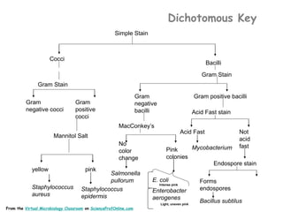 biological-classification-scientific-taxonomy-lecture