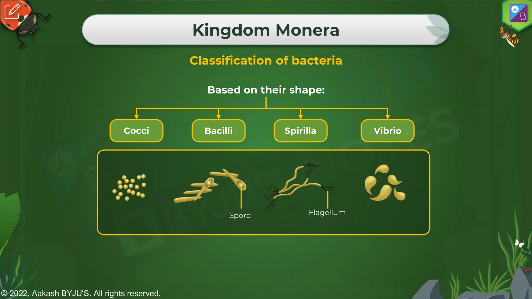 © 2022, Aakash BYJU'S. All rights reserved.
Kingdom Monera
Classification of bacteria
Cocci Bacilli Spirilla Vibrio
Spore Flagellum
Based on their shape:
 