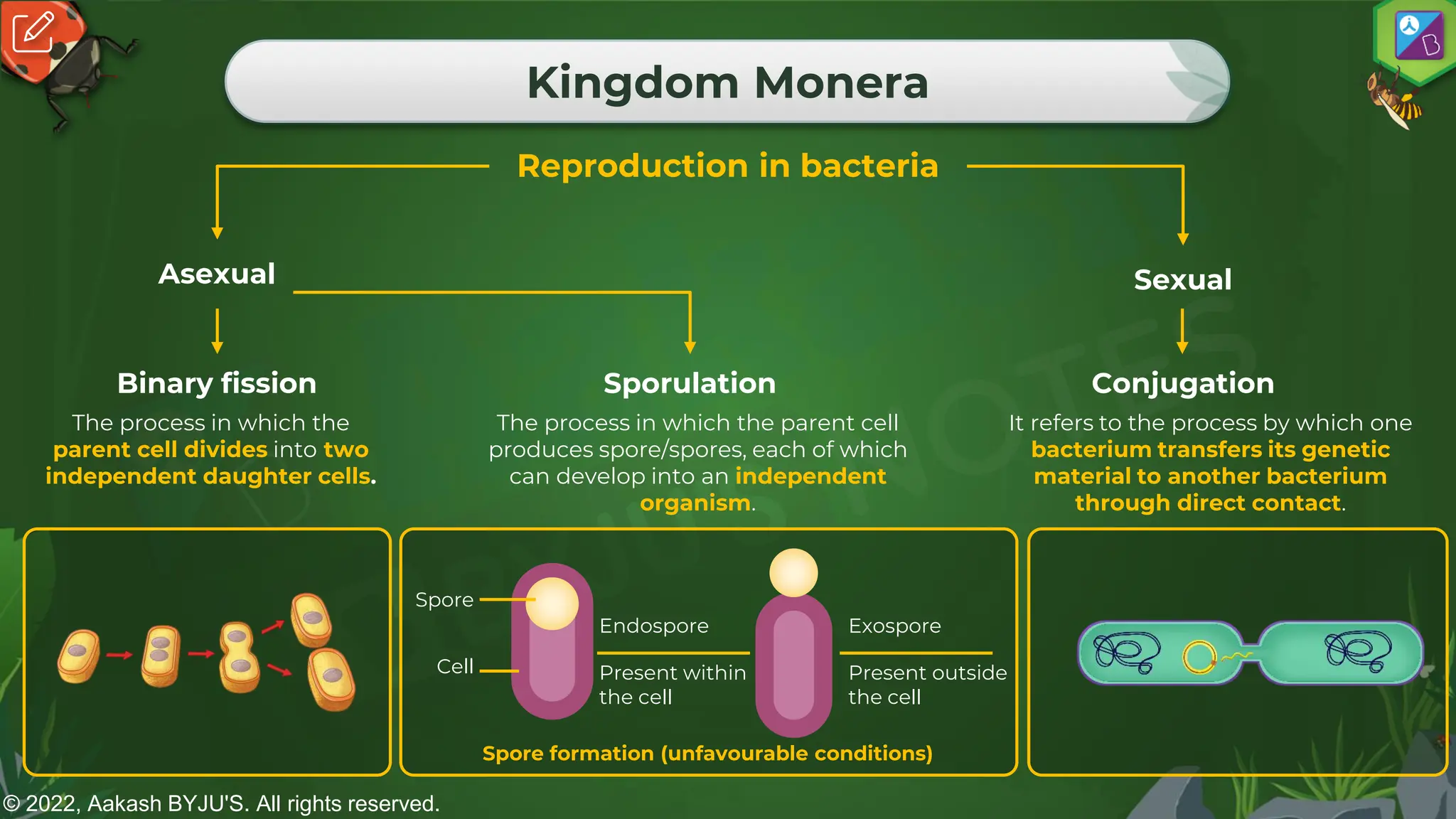 © 2022, Aakash BYJU'S. All rights reserved.
Kingdom Monera
Reproduction in bacteria
Asexual Sexual
Binary fission Sporulation Conjugation
Endospore
Present within
the cell
Spore
Cell
Exospore
Present outside
the cell
Spore formation (unfavourable conditions)
The process in which the
parent cell divides into two
independent daughter cells.
The process in which the parent cell
produces spore/spores, each of which
can develop into an independent
organism.
It refers to the process by which one
bacterium transfers its genetic
material to another bacterium
through direct contact.
 