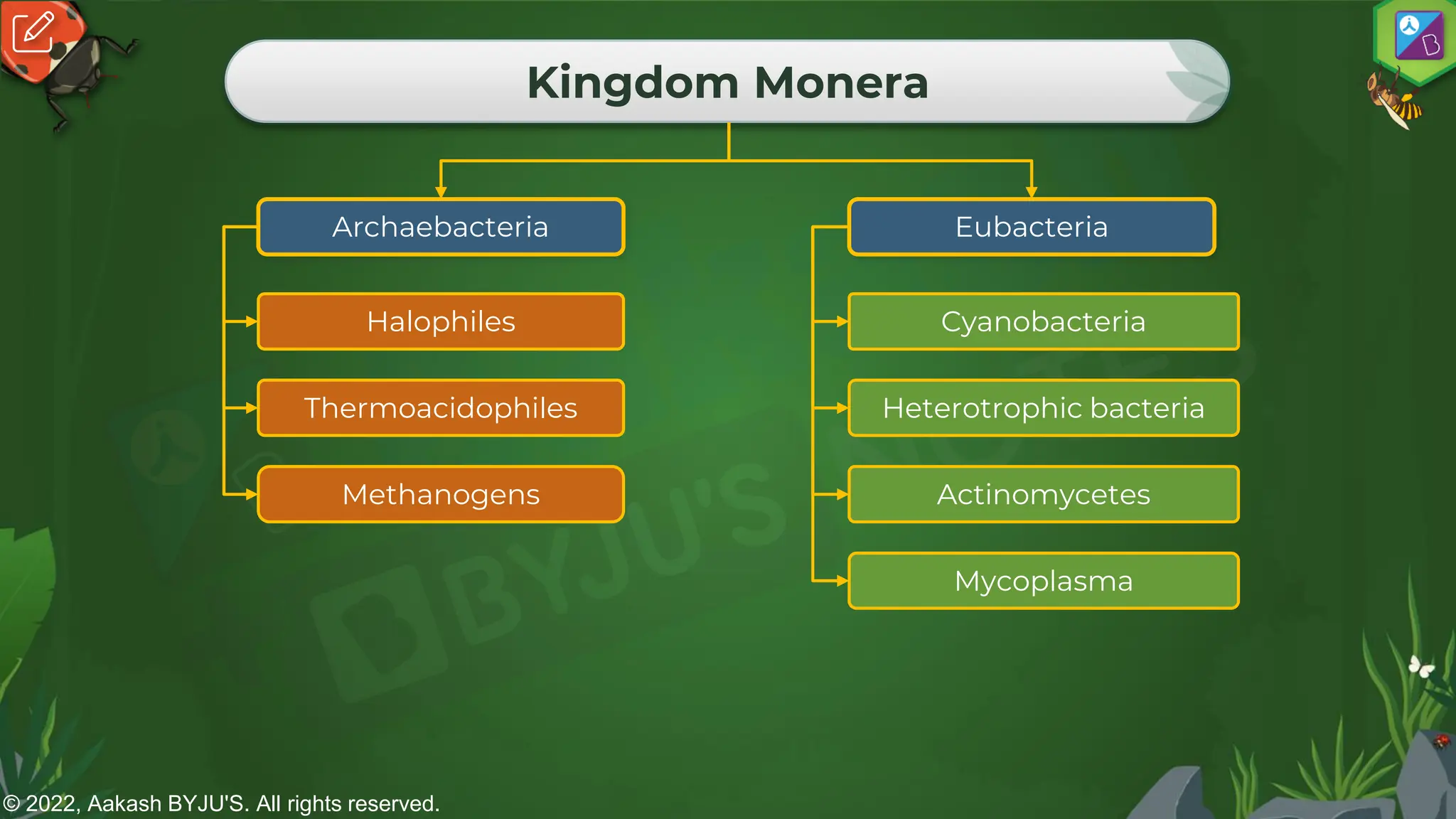 © 2022, Aakash BYJU'S. All rights reserved.
Kingdom Monera
Archaebacteria Eubacteria
Halophiles
Thermoacidophiles
Methanogens
Cyanobacteria
Heterotrophic bacteria
Actinomycetes
Mycoplasma
 