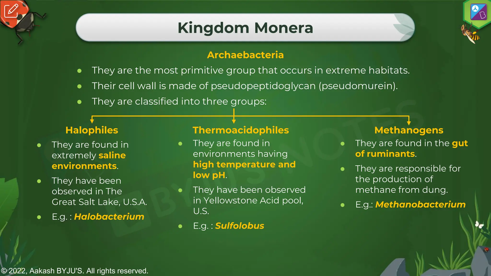 © 2022, Aakash BYJU'S. All rights reserved.
Kingdom Monera
Archaebacteria
● They are the most primitive group that occurs in extreme habitats.
● Their cell wall is made of pseudopeptidoglycan (pseudomurein).
● They are classified into three groups:
Halophiles Thermoacidophiles Methanogens
● They are found in
extremely saline
environments.
● They have been
observed in The
Great Salt Lake, U.S.A.
● E.g. : Halobacterium
● They are found in
environments having
high temperature and
low pH.
● They have been observed
in Yellowstone Acid pool,
U.S.
● E.g. : Sulfolobus
● They are found in the gut
of ruminants.
● They are responsible for
the production of
methane from dung.
● E.g.: Methanobacterium
 