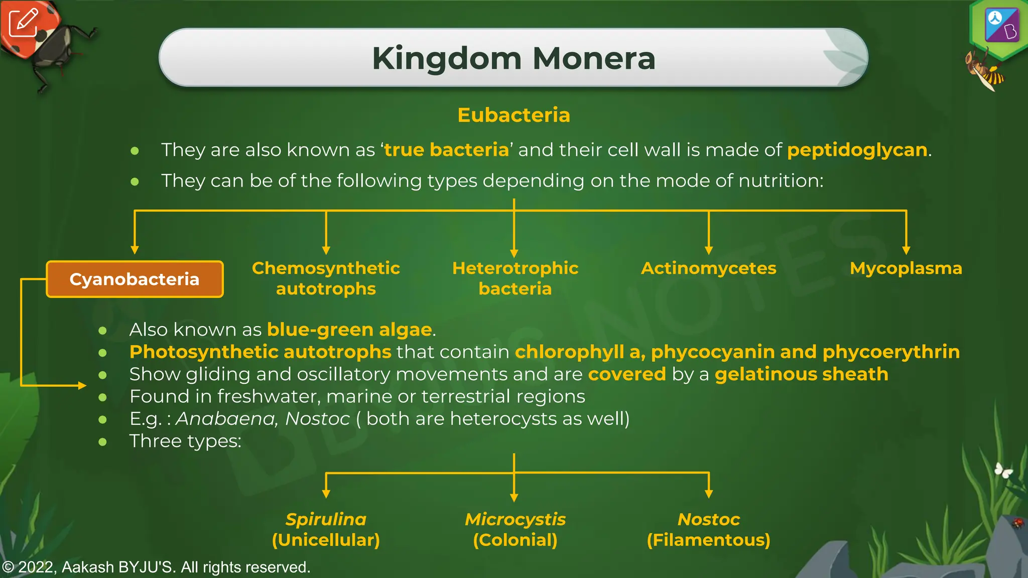 © 2022, Aakash BYJU'S. All rights reserved.
Kingdom Monera
Eubacteria
● They are also known as ‘true bacteria’ and their cell wall is made of peptidoglycan.
● They can be of the following types depending on the mode of nutrition:
Heterotrophic
bacteria
Mycoplasma
Actinomycetes
Chemosynthetic
autotrophs
● Also known as blue-green algae.
● Photosynthetic autotrophs that contain chlorophyll a, phycocyanin and phycoerythrin
● Show gliding and oscillatory movements and are covered by a gelatinous sheath
● Found in freshwater, marine or terrestrial regions
● E.g. : Anabaena, Nostoc ( both are heterocysts as well)
● Three types:
Microcystis
(Colonial)
Nostoc
(Filamentous)
Spirulina
(Unicellular)
Cyanobacteria
 