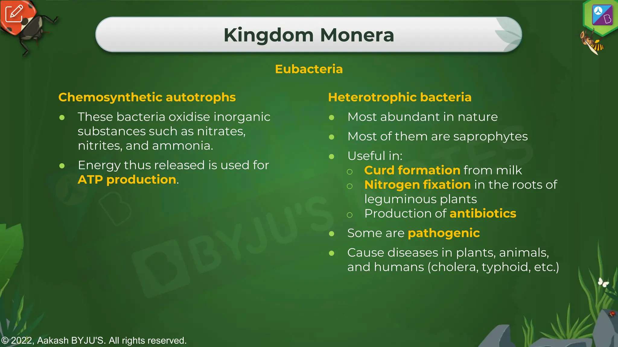 © 2022, Aakash BYJU'S. All rights reserved.
Kingdom Monera
Eubacteria
Chemosynthetic autotrophs
● These bacteria oxidise inorganic
substances such as nitrates,
nitrites, and ammonia.
● Energy thus released is used for
ATP production.
Heterotrophic bacteria
● Most abundant in nature
● Most of them are saprophytes
● Useful in:
o Curd formation from milk
o Nitrogen fixation in the roots of
leguminous plants
o Production of antibiotics
● Some are pathogenic
● Cause diseases in plants, animals,
and humans (cholera, typhoid, etc.)
 