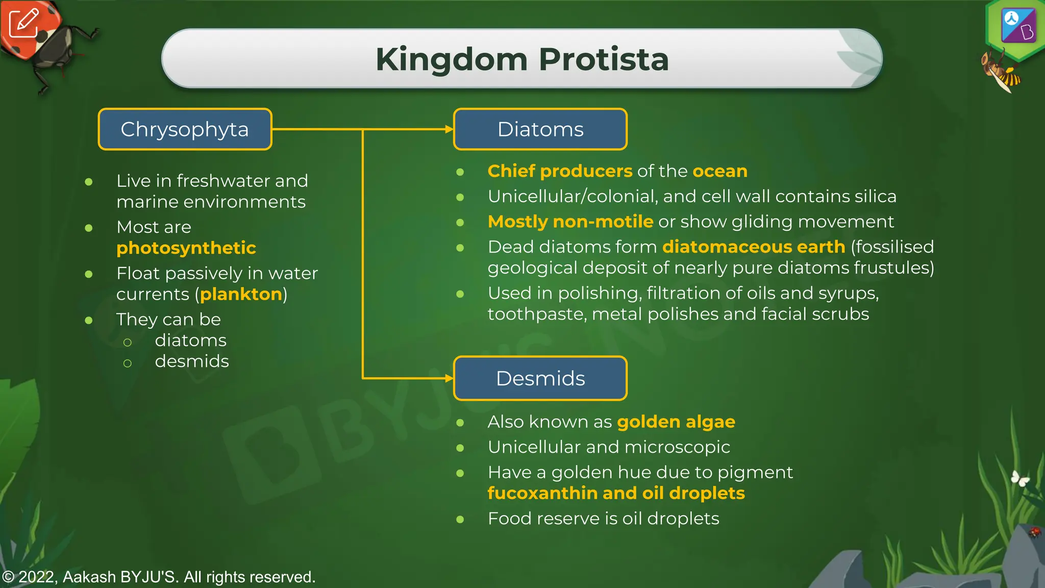 © 2022, Aakash BYJU'S. All rights reserved.
Kingdom Protista
● Live in freshwater and
marine environments
● Most are
photosynthetic
● Float passively in water
currents (plankton)
● They can be
o diatoms
o desmids
Chrysophyta Diatoms
Desmids
● Chief producers of the ocean
● Unicellular/colonial, and cell wall contains silica
● Mostly non-motile or show gliding movement
● Dead diatoms form diatomaceous earth (fossilised
geological deposit of nearly pure diatoms frustules)
● Used in polishing, filtration of oils and syrups,
toothpaste, metal polishes and facial scrubs
● Also known as golden algae
● Unicellular and microscopic
● Have a golden hue due to pigment
fucoxanthin and oil droplets
● Food reserve is oil droplets
 