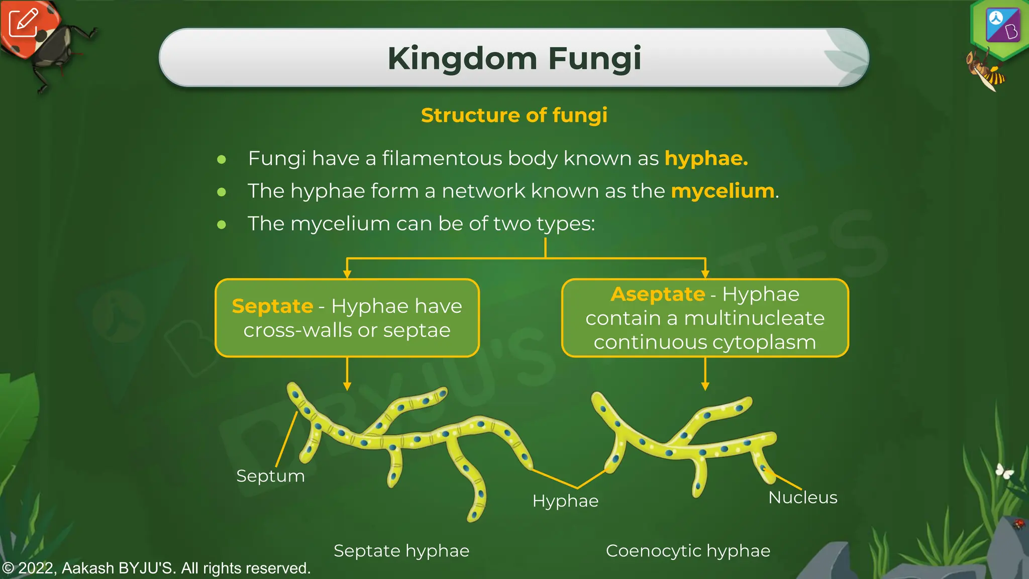 © 2022, Aakash BYJU'S. All rights reserved.
Kingdom Fungi
● Fungi have a filamentous body known as hyphae.
● The hyphae form a network known as the mycelium.
● The mycelium can be of two types:
Structure of fungi
Septate - Hyphae have
cross-walls or septae
Aseptate - Hyphae
contain a multinucleate
continuous cytoplasm
Septate hyphae Coenocytic hyphae
Septum
Nucleus
Hyphae
 