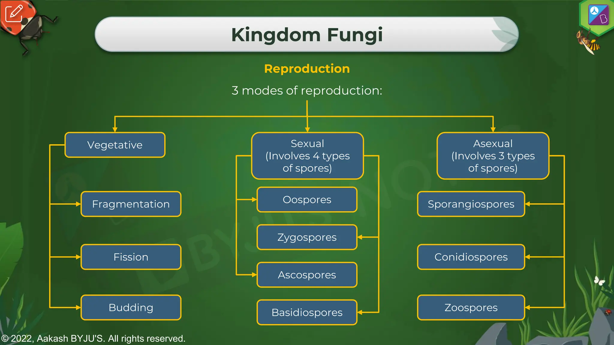 © 2022, Aakash BYJU'S. All rights reserved.
Kingdom Fungi
Reproduction
3 modes of reproduction:
Vegetative Sexual
(Involves 4 types
of spores)
Asexual
(Involves 3 types
of spores)
Fragmentation
Fission
Budding
Oospores
Zygospores
Ascospores
Basidiospores
Sporangiospores
Conidiospores
Zoospores
 