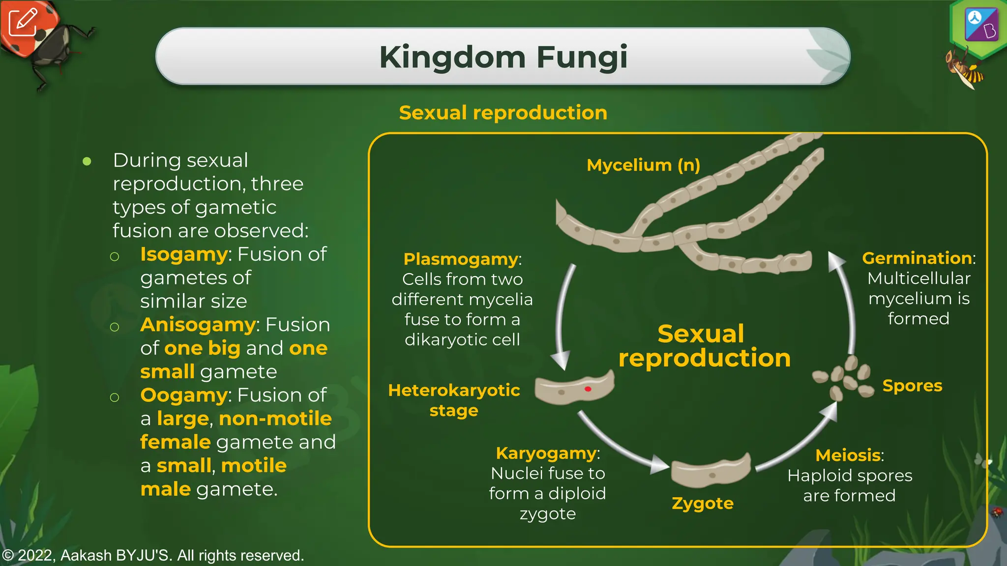 © 2022, Aakash BYJU'S. All rights reserved.
Kingdom Fungi
Sexual reproduction
● During sexual
reproduction, three
types of gametic
fusion are observed:
o Isogamy: Fusion of
gametes of
similar size
o Anisogamy: Fusion
of one big and one
small gamete
o Oogamy: Fusion of
a large, non-motile
female gamete and
a small, motile
male gamete.
Plasmogamy:
Cells from two
different mycelia
fuse to form a
dikaryotic cell
Karyogamy:
Nuclei fuse to
form a diploid
zygote
Meiosis:
Haploid spores
are formed
Germination:
Multicellular
mycelium is
formed
Mycelium (n)
Heterokaryotic
stage
Zygote
Spores
Sexual
reproduction
 