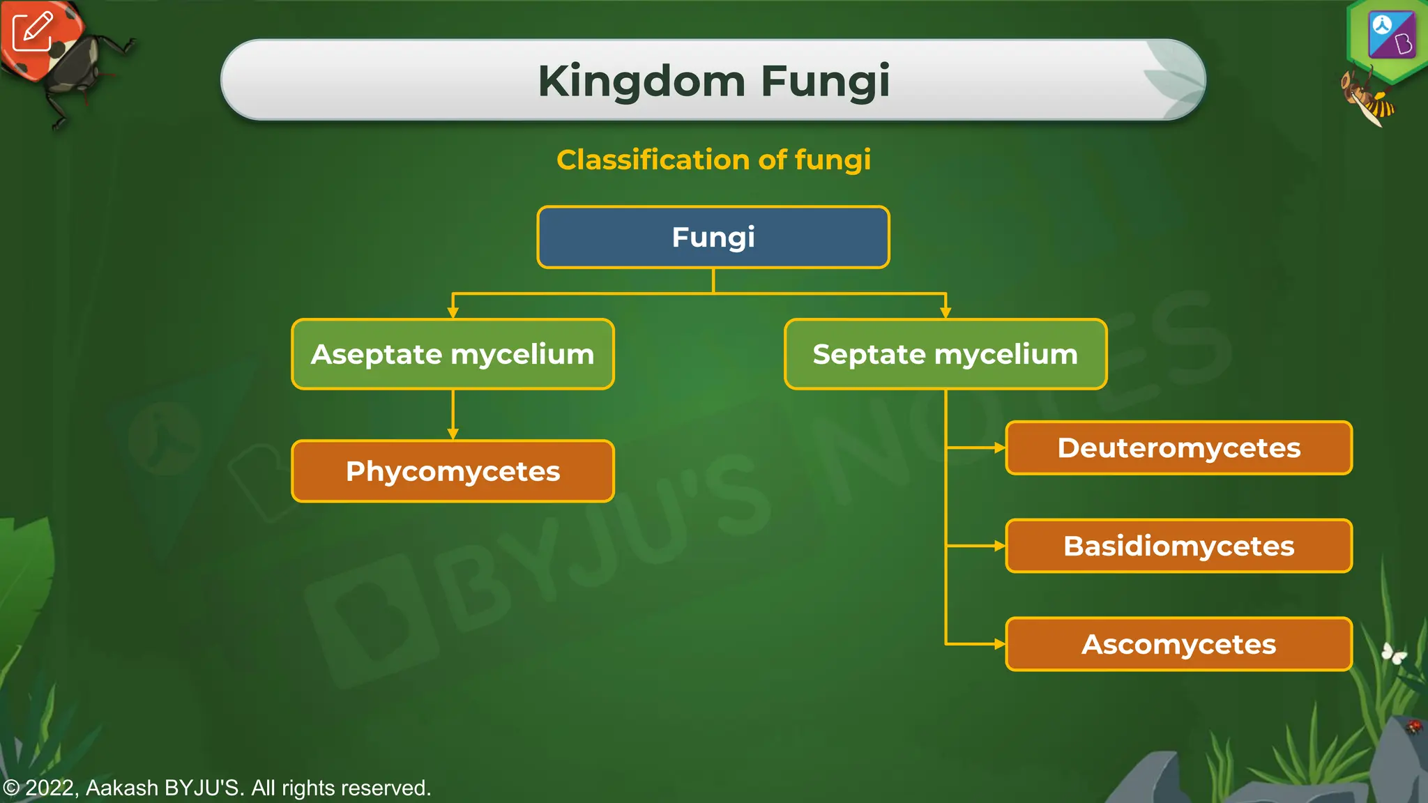 © 2022, Aakash BYJU'S. All rights reserved.
Kingdom Fungi
Classification of fungi
Fungi
Aseptate mycelium Septate mycelium
Ascomycetes
Basidiomycetes
Deuteromycetes
Phycomycetes
 