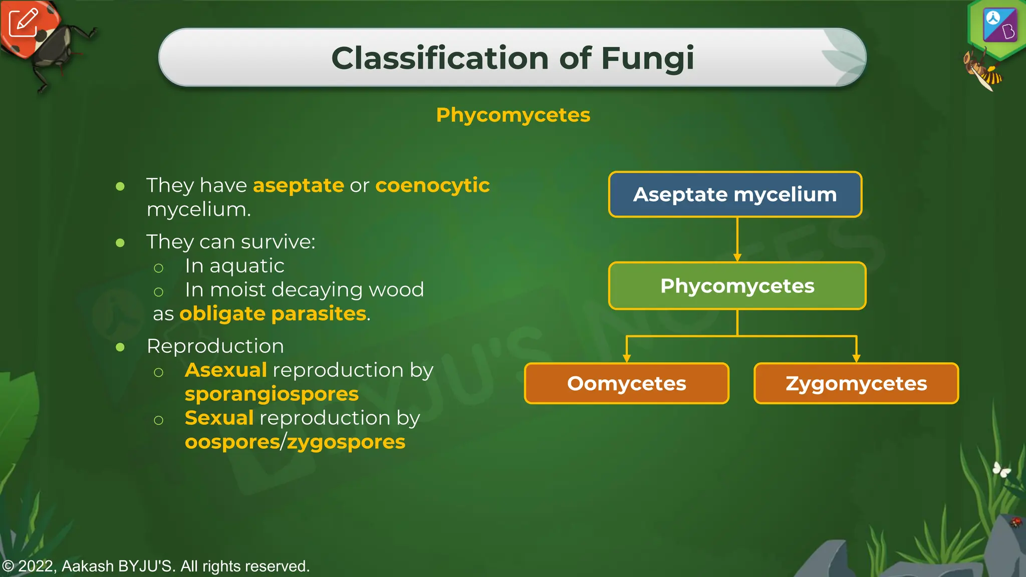 © 2022, Aakash BYJU'S. All rights reserved.
Classification of Fungi
Phycomycetes
● They have aseptate or coenocytic
mycelium.
● They can survive:
o In aquatic
o In moist decaying wood
as obligate parasites.
● Reproduction
o Asexual reproduction by
sporangiospores
o Sexual reproduction by
oospores/zygospores
Aseptate mycelium
Phycomycetes
Oomycetes Zygomycetes
 