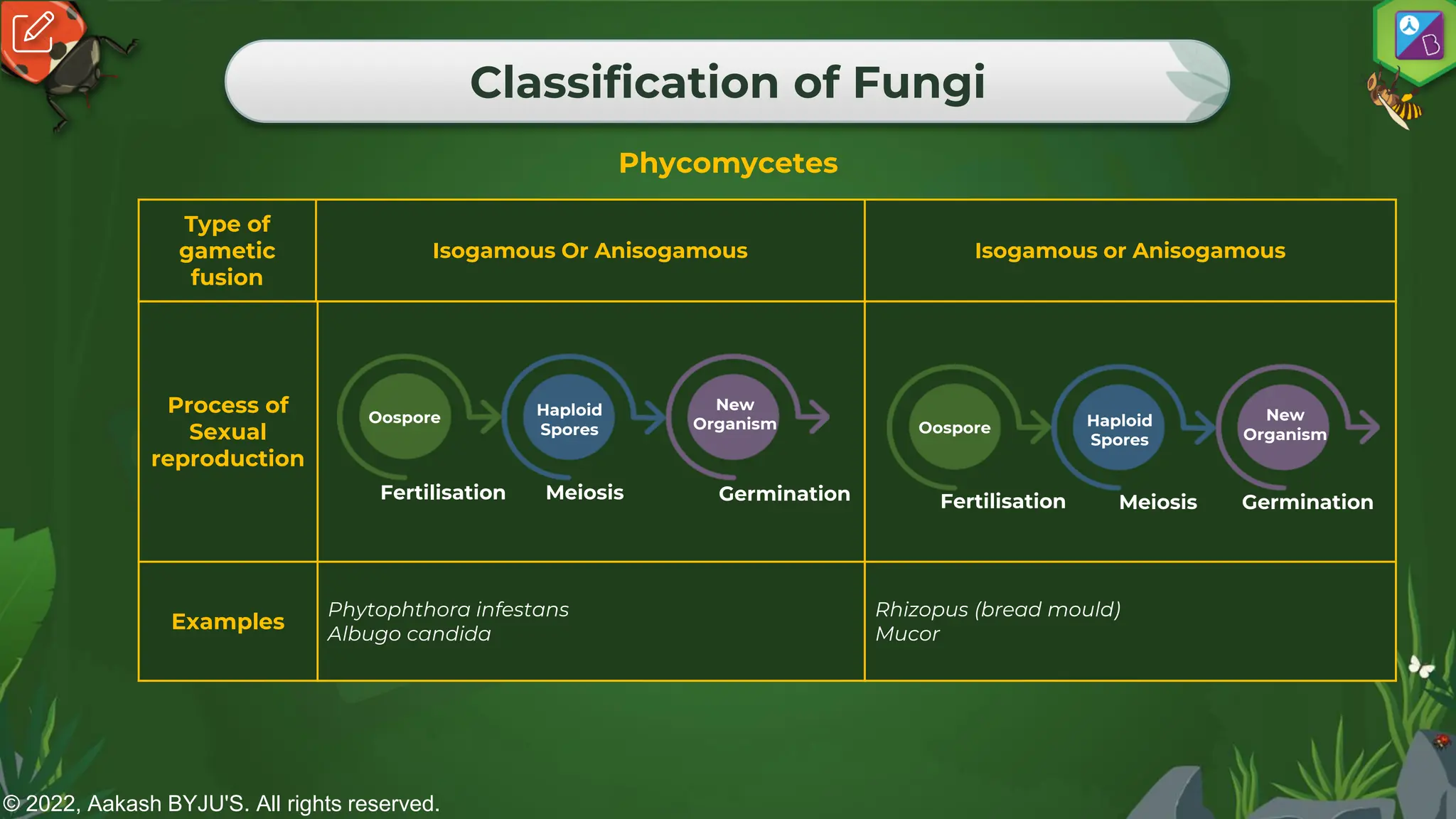 © 2022, Aakash BYJU'S. All rights reserved.
Classification of Fungi
Phycomycetes
Type of
gametic
fusion
Isogamous Or Anisogamous Isogamous or Anisogamous
Process of
Sexual
reproduction
Examples
Phytophthora infestans
Albugo candida
Rhizopus (bread mould)
Mucor
Fertilisation
Oospore
Meiosis
Haploid
Spores
Germination
New
Organism
Fertilisation
Oospore
Meiosis
Haploid
Spores
Germination
New
Organism
 
