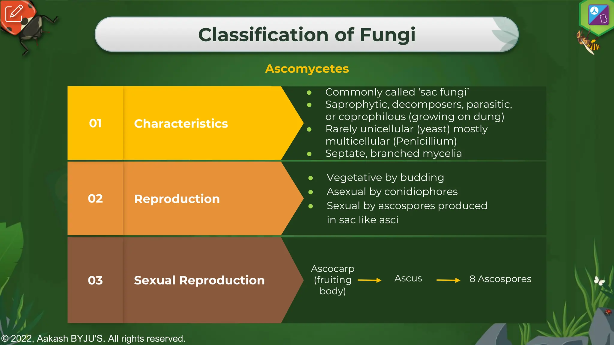 © 2022, Aakash BYJU'S. All rights reserved.
Classification of Fungi
Ascomycetes
Sexual Reproduction
03
Reproduction
02
● Vegetative by budding
● Asexual by conidiophores
● Sexual by ascospores produced
in sac like asci
Characteristics
01
● Commonly called ‘sac fungi’
● Saprophytic, decomposers, parasitic,
or coprophilous (growing on dung)
● Rarely unicellular (yeast) mostly
multicellular (Penicillium)
● Septate, branched mycelia
Ascocarp
(fruiting
body)
Ascus 8 Ascospores
 