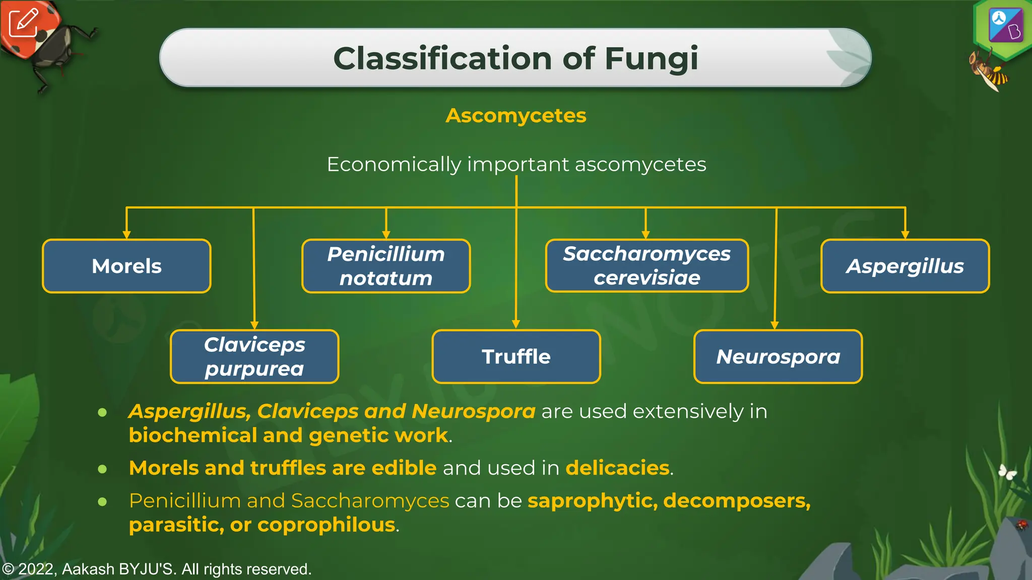 © 2022, Aakash BYJU'S. All rights reserved.
Classification of Fungi
Ascomycetes
Economically important ascomycetes
Penicillium
notatum
Aspergillus
Saccharomyces
cerevisiae
Claviceps
purpurea
Neurospora
Morels
Truffle
● Aspergillus, Claviceps and Neurospora are used extensively in
biochemical and genetic work.
● Morels and truffles are edible and used in delicacies.
● Penicillium and Saccharomyces can be saprophytic, decomposers,
parasitic, or coprophilous.
 
