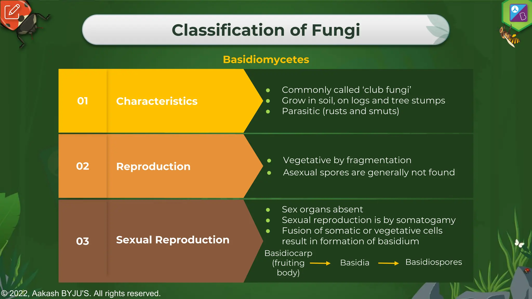 © 2022, Aakash BYJU'S. All rights reserved.
Classification of Fungi
Basidiomycetes
Sexual Reproduction
03
Reproduction
02
● Vegetative by fragmentation
● Asexual spores are generally not found
Characteristics
01
● Commonly called ‘club fungi’
● Grow in soil, on logs and tree stumps
● Parasitic (rusts and smuts)
Basidiocarp
(fruiting
body)
Basidia Basidiospores
● Sex organs absent
● Sexual reproduction is by somatogamy
● Fusion of somatic or vegetative cells
result in formation of basidium
 