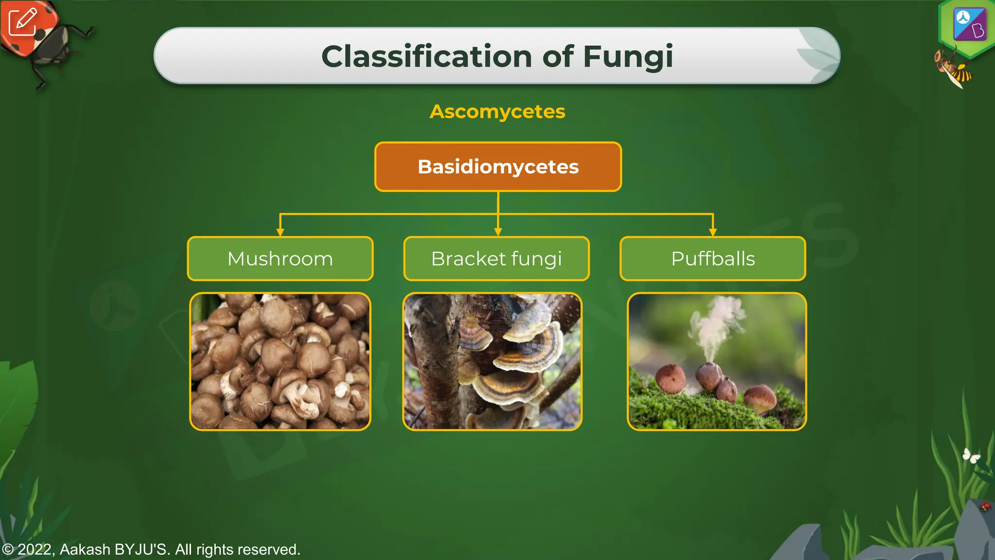 © 2022, Aakash BYJU'S. All rights reserved.
Classification of Fungi
Ascomycetes
Mushroom
Basidiomycetes
Puffballs
Bracket fungi
 