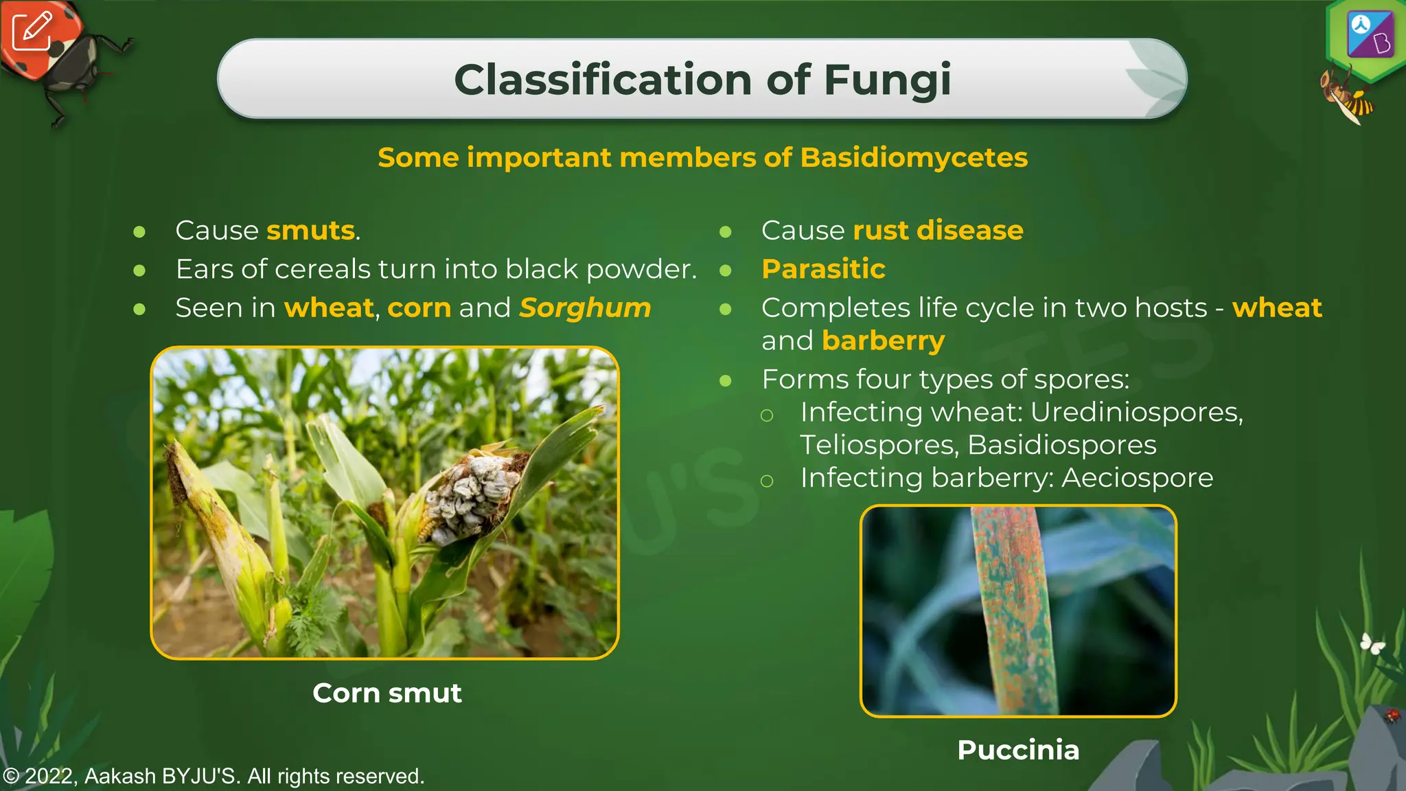 © 2022, Aakash BYJU'S. All rights reserved.
Classification of Fungi
Some important members of Basidiomycetes
● Cause smuts.
● Ears of cereals turn into black powder.
● Seen in wheat, corn and Sorghum
● Cause rust disease
● Parasitic
● Completes life cycle in two hosts - wheat
and barberry
● Forms four types of spores:
o Infecting wheat: Urediniospores,
Teliospores, Basidiospores
o Infecting barberry: Aeciospore
Corn smut
Puccinia
 