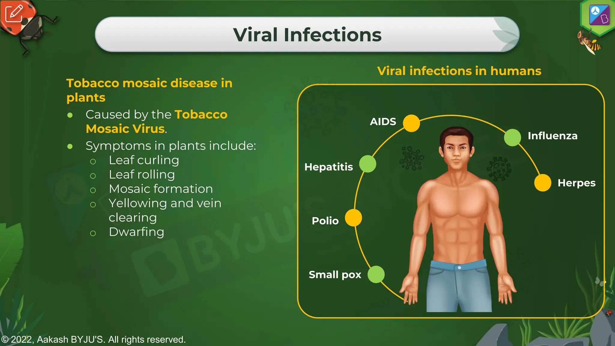 © 2022, Aakash BYJU'S. All rights reserved.
Viral Infections
Tobacco mosaic disease in
plants
● Caused by the Tobacco
Mosaic Virus.
● Symptoms in plants include:
o Leaf curling
o Leaf rolling
o Mosaic formation
o Yellowing and vein
clearing
o Dwarfing
Viral infections in humans
AIDS
Polio
Herpes
Small pox
Influenza
Hepatitis
 