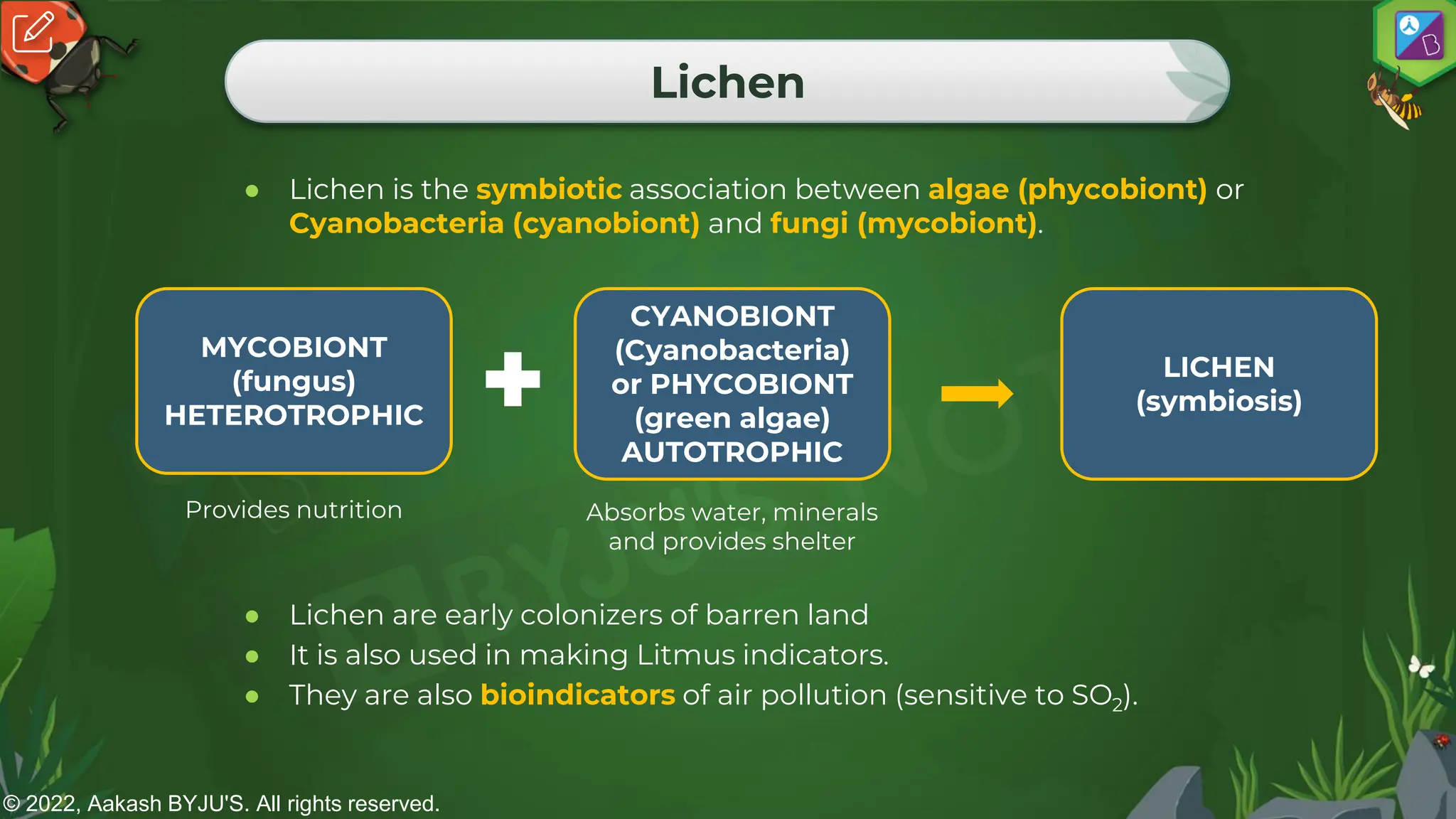 © 2022, Aakash BYJU'S. All rights reserved.
Lichen
● Lichen is the symbiotic association between algae (phycobiont) or
Cyanobacteria (cyanobiont) and fungi (mycobiont).
Provides nutrition Absorbs water, minerals
and provides shelter
● Lichen are early colonizers of barren land
● It is also used in making Litmus indicators.
● They are also bioindicators of air pollution (sensitive to SO2).
MYCOBIONT
(fungus)
HETEROTROPHIC
CYANOBIONT
(Cyanobacteria)
or PHYCOBIONT
(green algae)
AUTOTROPHIC
LICHEN
(symbiosis)
 