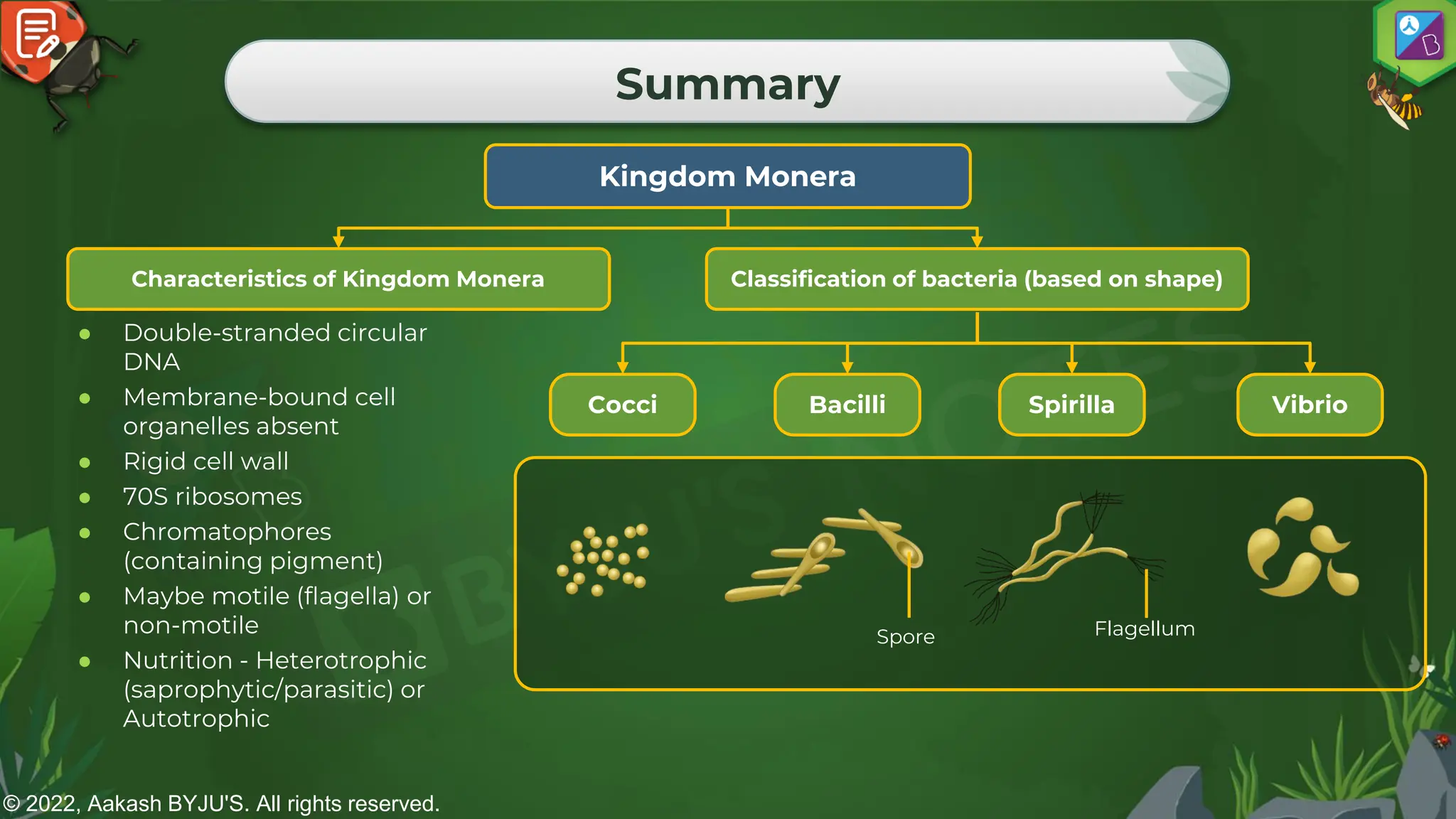 © 2022, Aakash BYJU'S. All rights reserved.
Summary
Kingdom Monera
Cocci Bacilli Spirilla Vibrio
Spore Flagellum
Classification of bacteria (based on shape)
Characteristics of Kingdom Monera
● Double-stranded circular
DNA
● Membrane-bound cell
organelles absent
● Rigid cell wall
● 70S ribosomes
● Chromatophores
(containing pigment)
● Maybe motile (flagella) or
non-motile
● Nutrition - Heterotrophic
(saprophytic/parasitic) or
Autotrophic
 