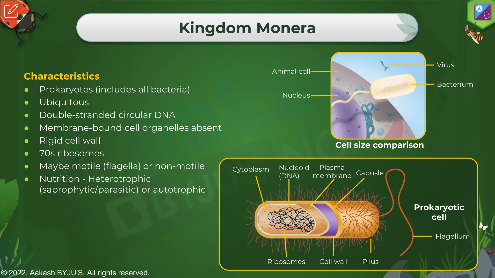 © 2022, Aakash BYJU'S. All rights reserved.
Kingdom Monera
Characteristics
● Prokaryotes (includes all bacteria)
● Ubiquitous
● Double-stranded circular DNA
● Membrane-bound cell organelles absent
● Rigid cell wall
● 70s ribosomes
● Maybe motile (flagella) or non-motile
● Nutrition - Heterotrophic
(saprophytic/parasitic) or autotrophic
Cell size comparison
Animal cell
Nucleus
Virus
Bacterium
Pilus
Capusle
Flagellum
Cell wall
Plasma
membrane
Nucleoid
(DNA)
Ribosomes
Cytoplasm
Prokaryotic
cell
 