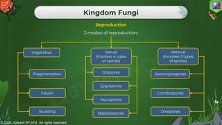 © 2022, Aakash BYJU'S. All rights reserved.
Kingdom Fungi
Reproduction
3 modes of reproduction:
Vegetative Sexual
(Involves 4 types
of spores)
Asexual
(Involves 3 types
of spores)
Fragmentation
Fission
Budding
Oospores
Zygospores
Ascospores
Basidiospores
Sporangiospores
Conidiospores
Zoospores
 