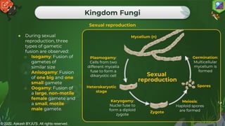 © 2022, Aakash BYJU'S. All rights reserved.
Kingdom Fungi
Sexual reproduction
● During sexual
reproduction, three
types of gametic
fusion are observed:
o Isogamy: Fusion of
gametes of
similar size
o Anisogamy: Fusion
of one big and one
small gamete
o Oogamy: Fusion of
a large, non-motile
female gamete and
a small, motile
male gamete.
Plasmogamy:
Cells from two
different mycelia
fuse to form a
dikaryotic cell
Karyogamy:
Nuclei fuse to
form a diploid
zygote
Meiosis:
Haploid spores
are formed
Germination:
Multicellular
mycelium is
formed
Mycelium (n)
Heterokaryotic
stage
Zygote
Spores
Sexual
reproduction
 