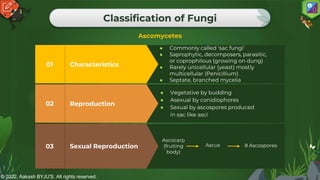 © 2022, Aakash BYJU'S. All rights reserved.
Classification of Fungi
Ascomycetes
Sexual Reproduction
03
Reproduction
02
● Vegetative by budding
● Asexual by conidiophores
● Sexual by ascospores produced
in sac like asci
Characteristics
01
● Commonly called ‘sac fungi’
● Saprophytic, decomposers, parasitic,
or coprophilous (growing on dung)
● Rarely unicellular (yeast) mostly
multicellular (Penicillium)
● Septate, branched mycelia
Ascocarp
(fruiting
body)
Ascus 8 Ascospores
 