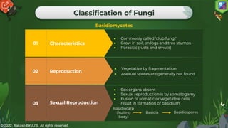 © 2022, Aakash BYJU'S. All rights reserved.
Classification of Fungi
Basidiomycetes
Sexual Reproduction
03
Reproduction
02
● Vegetative by fragmentation
● Asexual spores are generally not found
Characteristics
01
● Commonly called ‘club fungi’
● Grow in soil, on logs and tree stumps
● Parasitic (rusts and smuts)
Basidiocarp
(fruiting
body)
Basidia Basidiospores
● Sex organs absent
● Sexual reproduction is by somatogamy
● Fusion of somatic or vegetative cells
result in formation of basidium
 