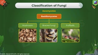 © 2022, Aakash BYJU'S. All rights reserved.
Classification of Fungi
Ascomycetes
Mushroom
Basidiomycetes
Puffballs
Bracket fungi
 