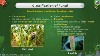 © 2022, Aakash BYJU'S. All rights reserved.
Classification of Fungi
Some important members of Basidiomycetes
● Cause smuts.
● Ears of cereals turn into black powder.
● Seen in wheat, corn and Sorghum
● Cause rust disease
● Parasitic
● Completes life cycle in two hosts - wheat
and barberry
● Forms four types of spores:
o Infecting wheat: Urediniospores,
Teliospores, Basidiospores
o Infecting barberry: Aeciospore
Corn smut
Puccinia
 
