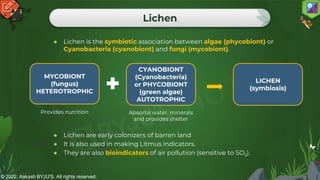 © 2022, Aakash BYJU'S. All rights reserved.
Lichen
● Lichen is the symbiotic association between algae (phycobiont) or
Cyanobacteria (cyanobiont) and fungi (mycobiont).
Provides nutrition Absorbs water, minerals
and provides shelter
● Lichen are early colonizers of barren land
● It is also used in making Litmus indicators.
● They are also bioindicators of air pollution (sensitive to SO2).
MYCOBIONT
(fungus)
HETEROTROPHIC
CYANOBIONT
(Cyanobacteria)
or PHYCOBIONT
(green algae)
AUTOTROPHIC
LICHEN
(symbiosis)
 