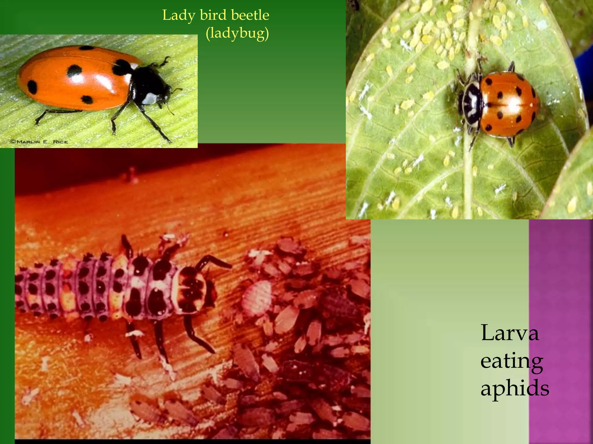Lady bird beetle
(ladybug)
Larva
eating
aphids
 