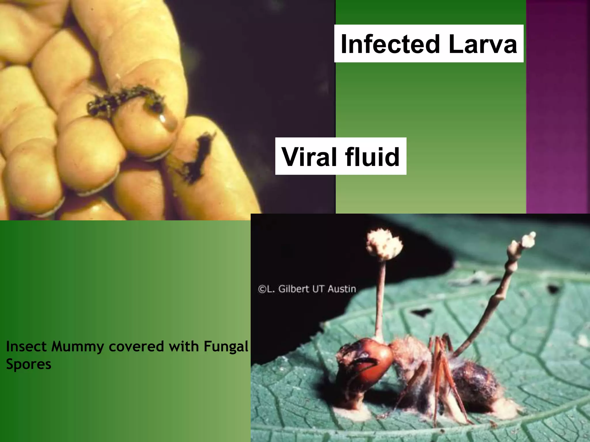 16
Insect Mummy covered with Fungal
Spores
Infected Larva
Viral fluid
 