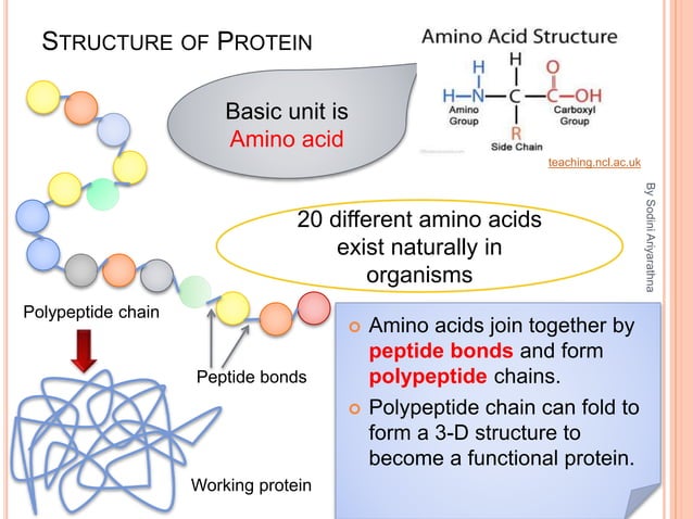 biological-molecules-ppt