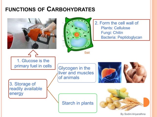 biological-molecules-ppt