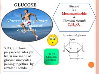 GLUCOSE
Glucose is the primary
energy source of
organisms.
Glucose
is a
Monosaccharide
&
Chemical formula
C6H12O6
Structure of glucose
Researchgate.net
YES, all three
polysaccharides you
learn are made of
glucose molecules
joining together by
covalent bonds.
Starch
Glycogen
Cellulose
 