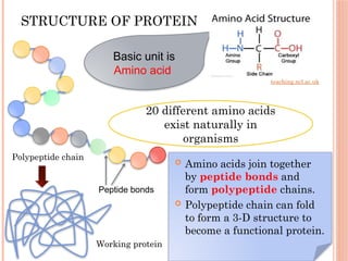 STRUCTURE OF PROTEIN
 Amino acids join together
by peptide bonds and
form polypeptide chains.
 Polypeptide chain can fold
to form a 3-D structure to
become a functional protein.
Basic unit is
Amino acid
teaching.ncl.ac.uk
20 different amino acids
exist naturally in
organisms
Peptide bonds
Working protein
Polypeptide chain
 