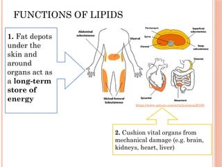 FUNCTIONS OF LIPIDS
2. Cushion vital organs from
mechanical damage (e.g. brain,
kidneys, heart, liver)
https://www.nature.com/articles/emm20165
1. Fat depots
under the
skin and
around
organs act as
a long-term
store of
energy
 